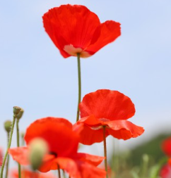 양귀비_축제_꽃