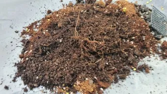 화분 뿌리썩음 예방 배수층강화 흙배합개선 물주기간격 체크리스트_2