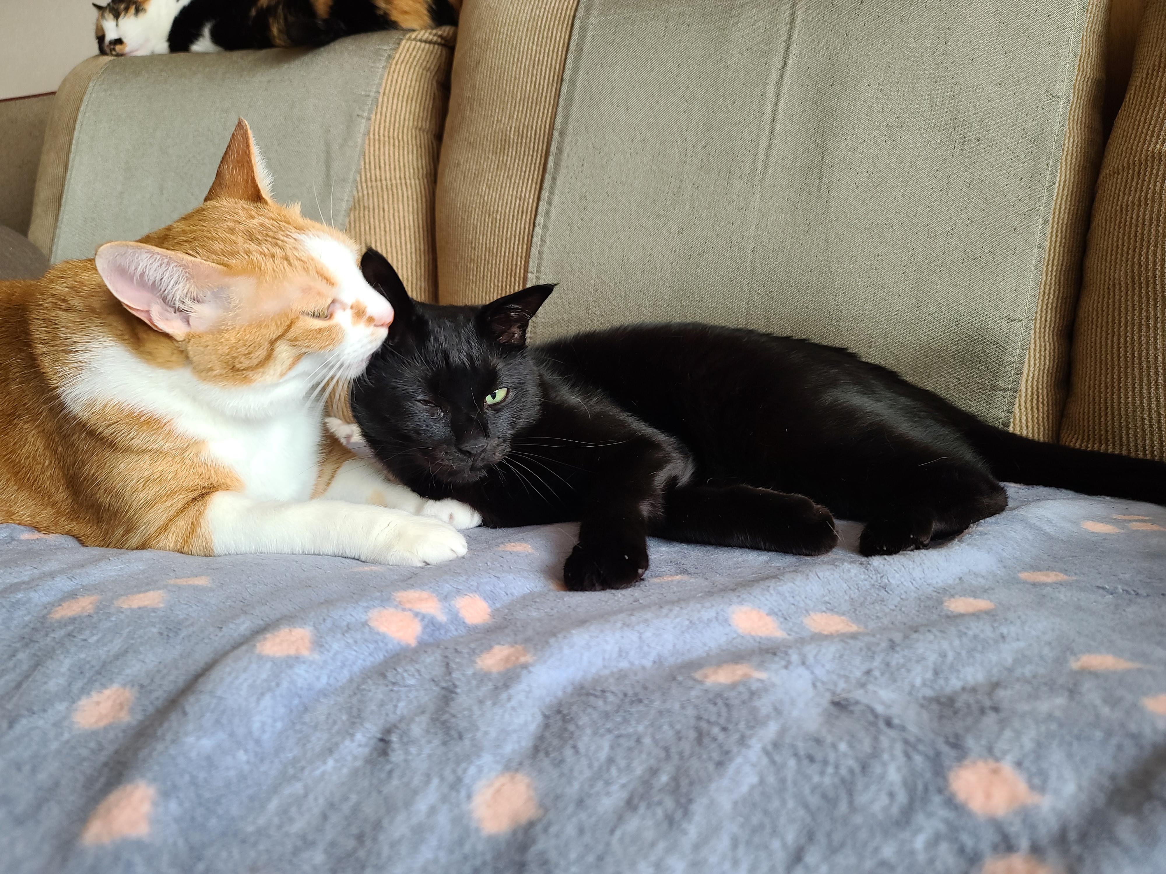 브로맨스. 사이가 너무 좋은 치즈냥이 호야와 올블랙고양이 건이.