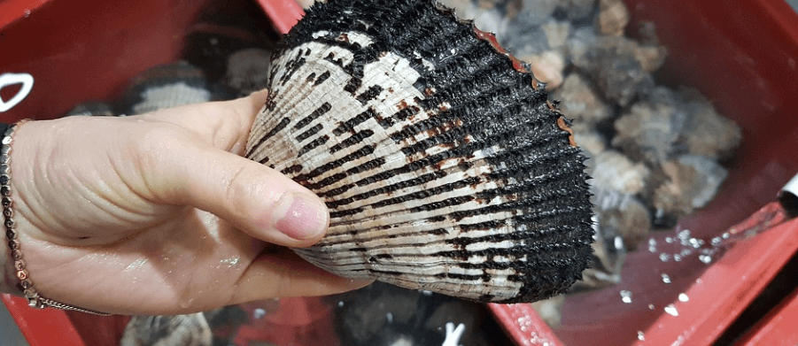 꼬막 효능은 면역력 강화에 도움을 준다