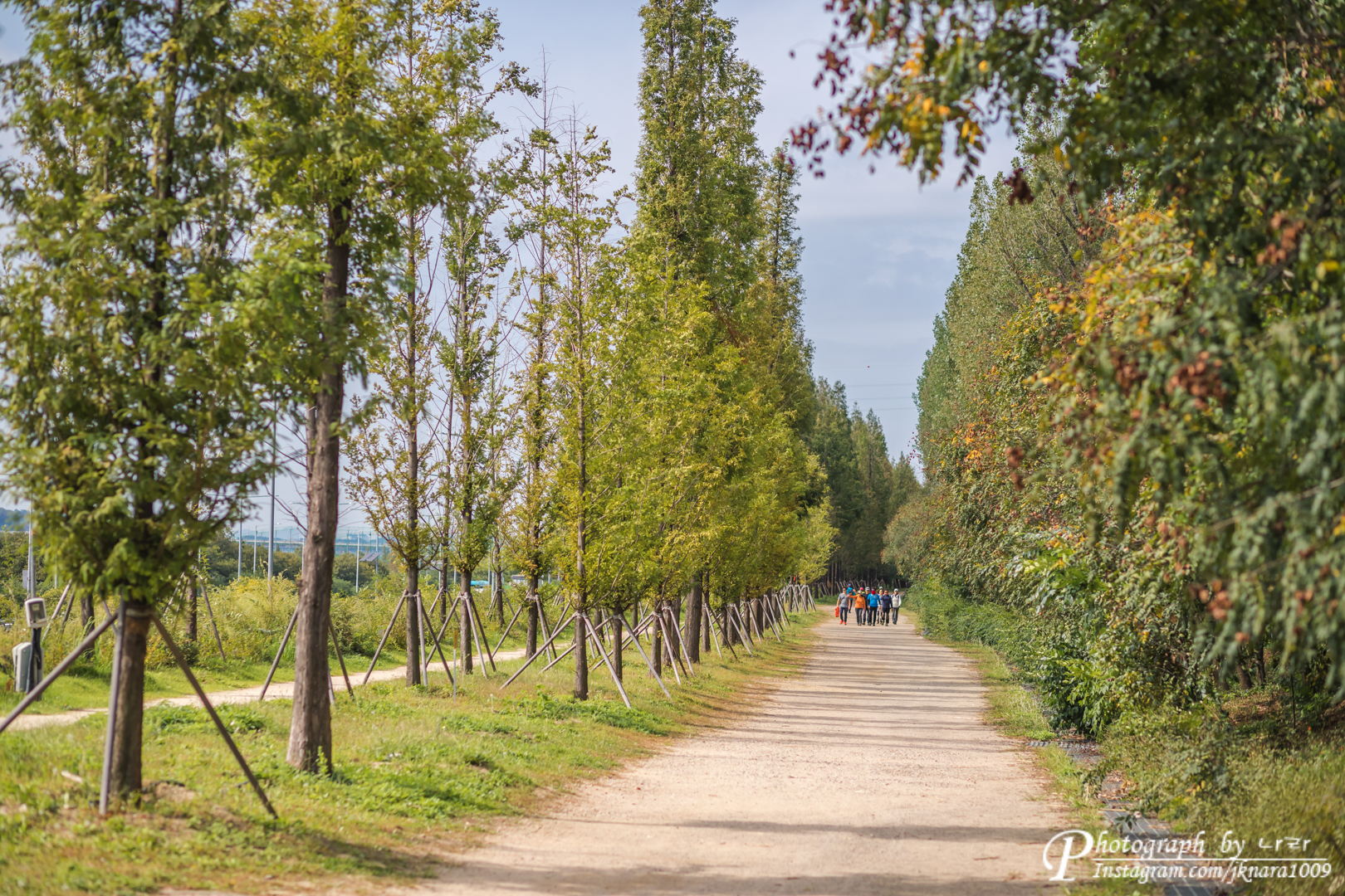 메타세콰이어길로 가는 길