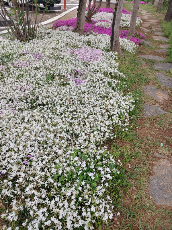 신천동사무소-앞-마당에-핀-이쁜-봄꽃들