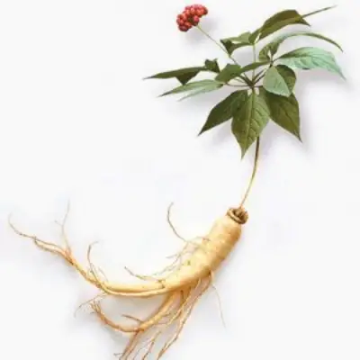 홍삼의 효능과 부작용 제품 선택하는 꿀팁