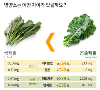 곱슬케일 분말 효능