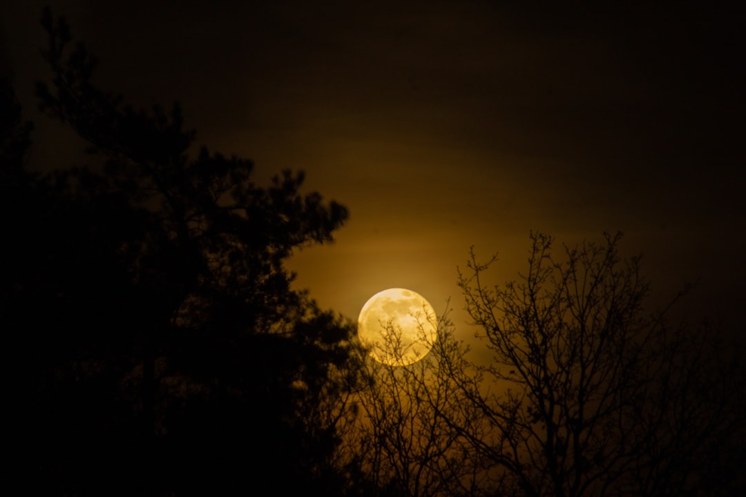 Moonlight