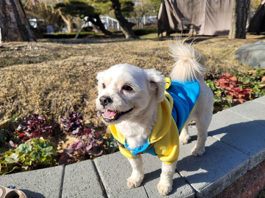 애견동반 드라이브 코스
