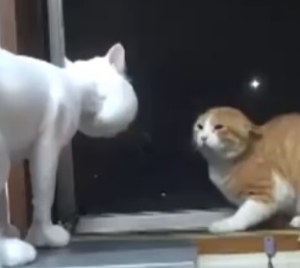 고양이 합사하는 방법