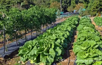 2025년 10월에 파종하기 좋은 작물들 농업 재배법_7