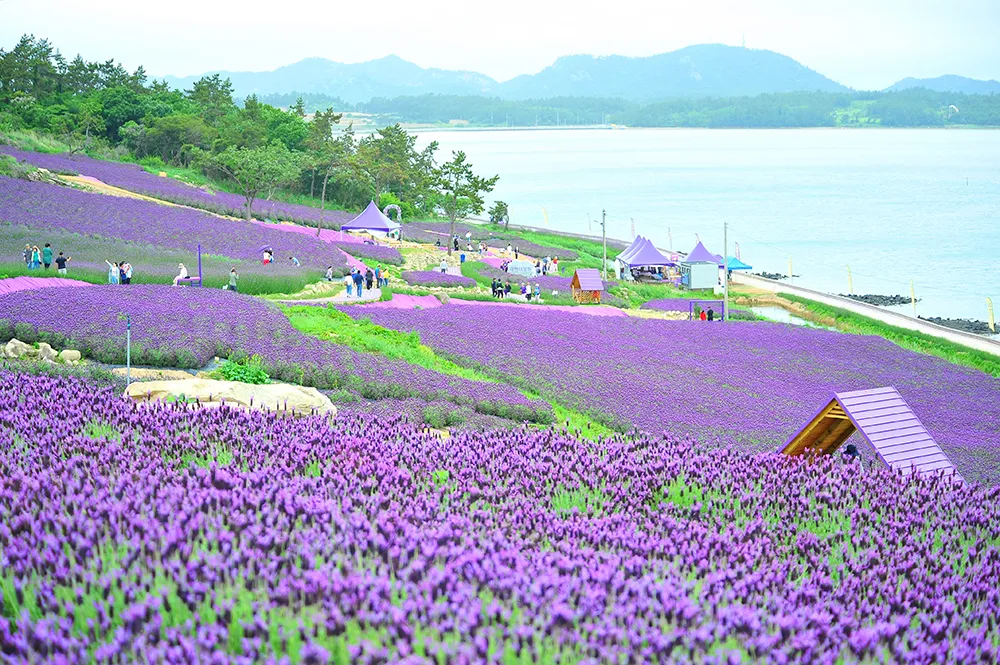 2025 퍼플섬 라벤더 축제 이미지