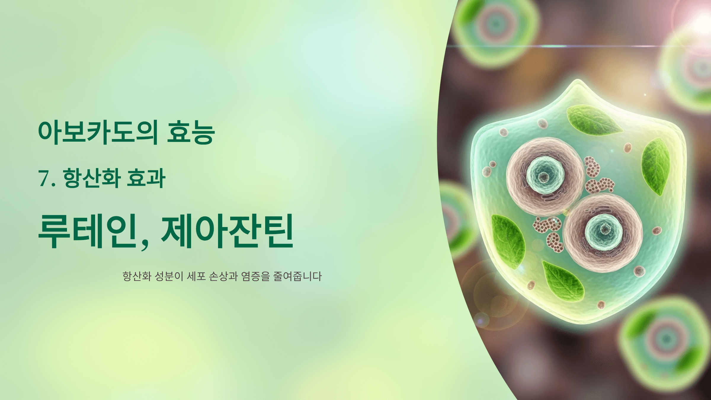 아보카도 사진입니다.