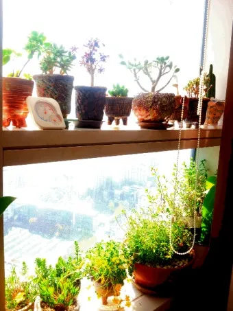 창가 식물 관리 직사광 차광요령 물주기 시간대 잎타는 현상 예방_5