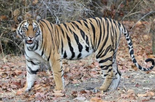 벵골호랑이 사진