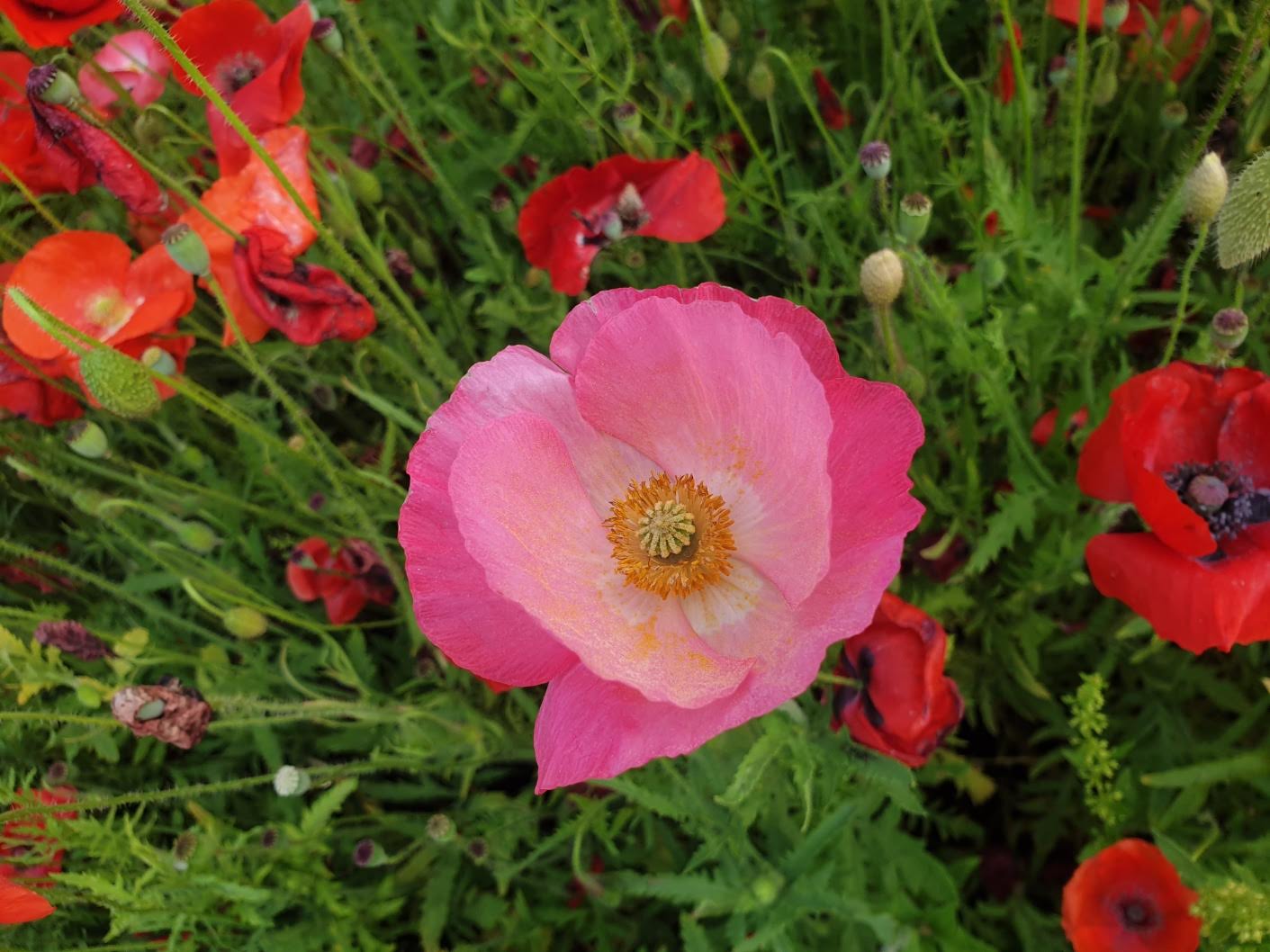 태화강 국가정원 노상 공영주차장