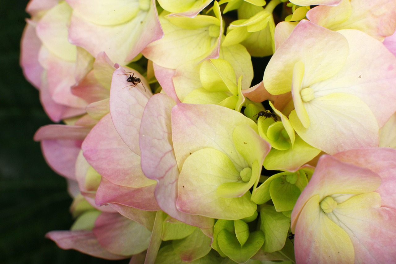 출처-픽사베이 군포 철쭉동산 개화 정보 관람 가이드 철쭉축제와 인생샷 명소 총정리