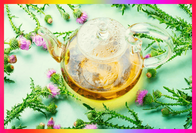 밀크씨슬 제품종류