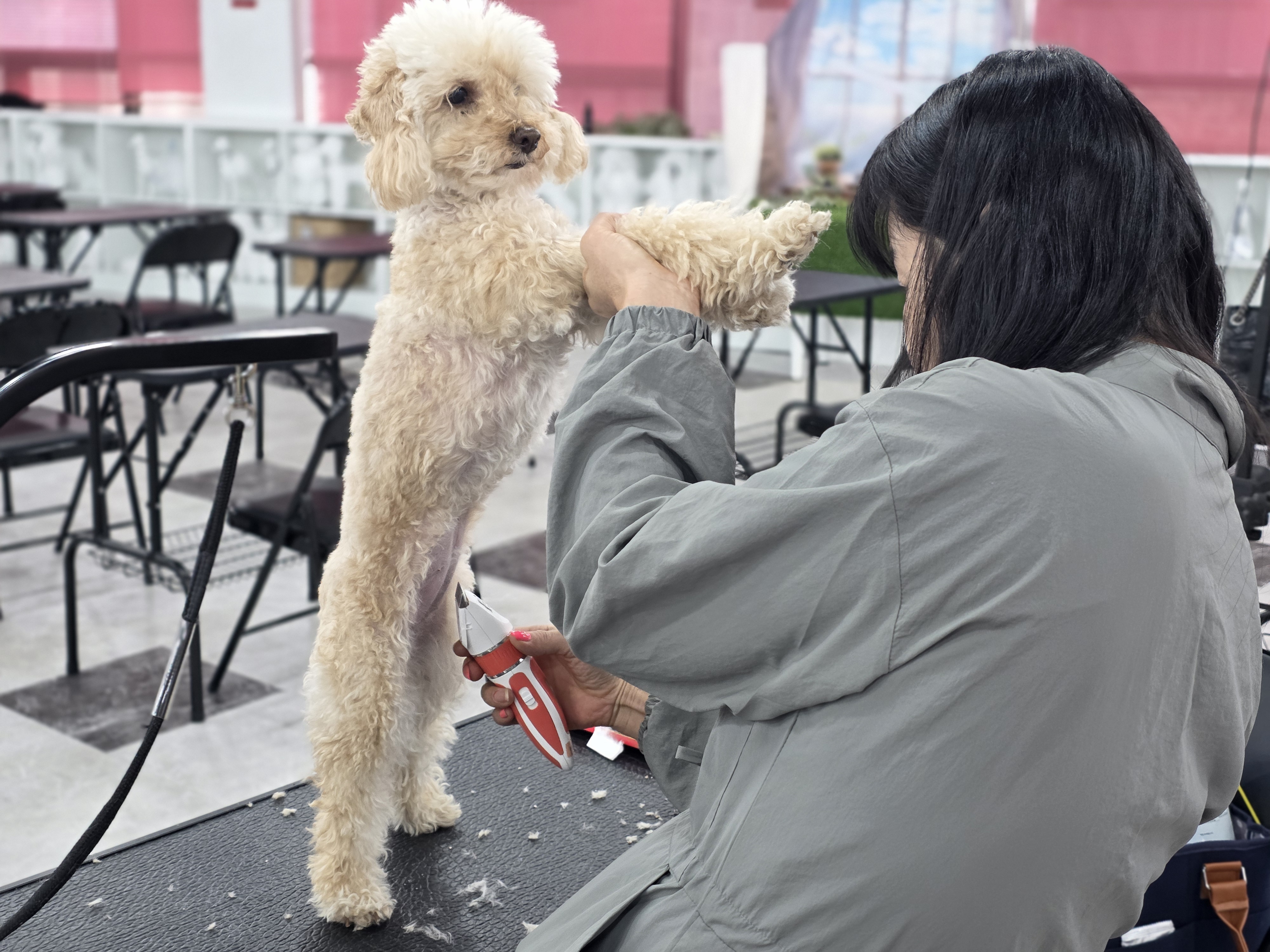 영통애견미용학원