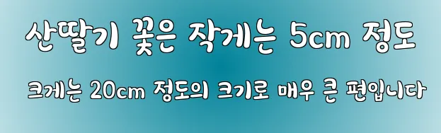  산딸기 꽃은 작게는 5cm 정도 크게는 20cm 정도의 크기로 매우 큰 편입니다