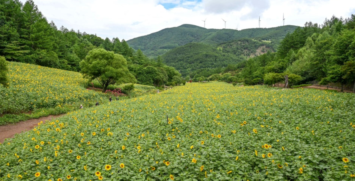 태백 구와우마을