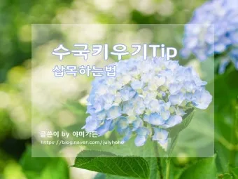 수국 삽목시기와 꺾꽂이 방법 재배 시기 완전 정리_26