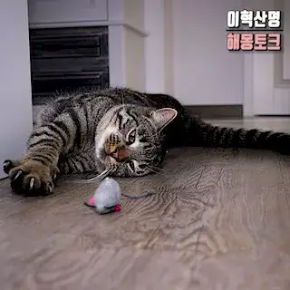 집-밖으로-나가는-꿈-해몽-house