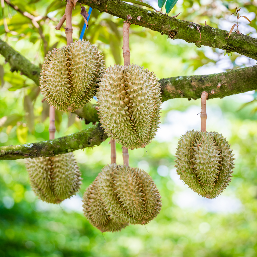 두리안 맛, 효능, 후숙, 냄새, 종류, 칼로리 정보