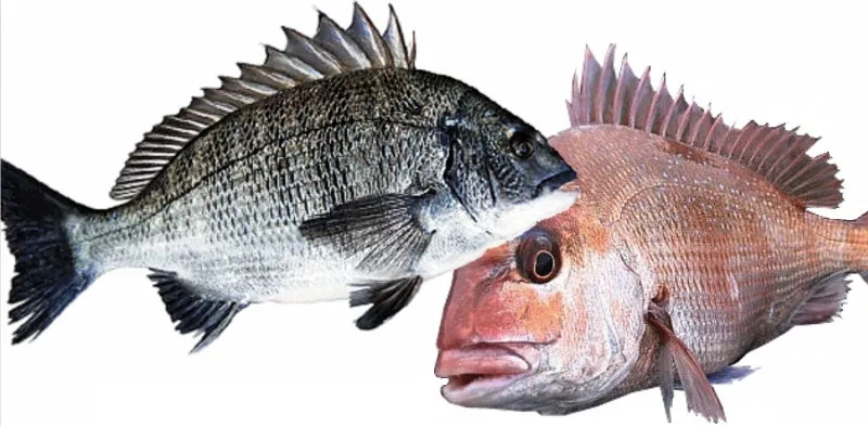 압해도 장감리 감성돔 포인트 소개와 혼자하는 낚시의 즐거움 완벽 낚시 가이드_7