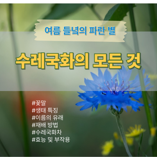 수레국화 - 꽃말, 이름 유래, 특징, 재배 방법, 수레국화차 효능 및 부작용, 차 마시는 법