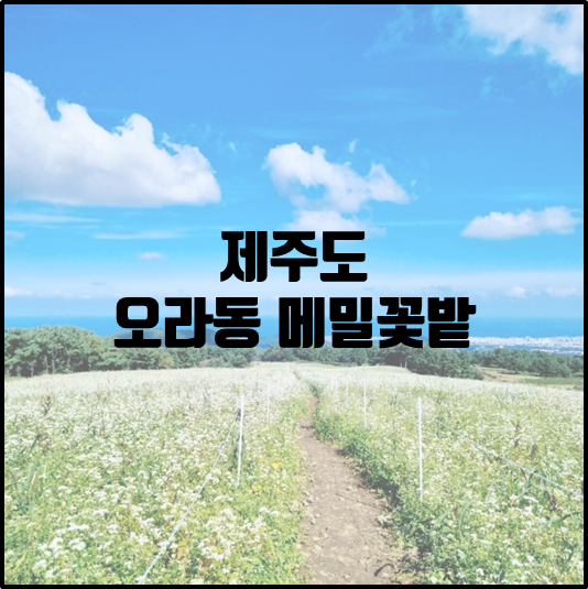 오라동 메밀꽃밭