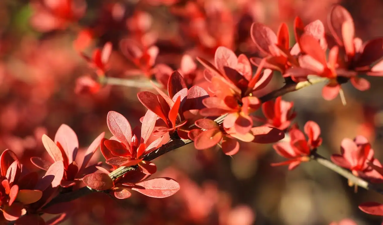 분류학적 식물학