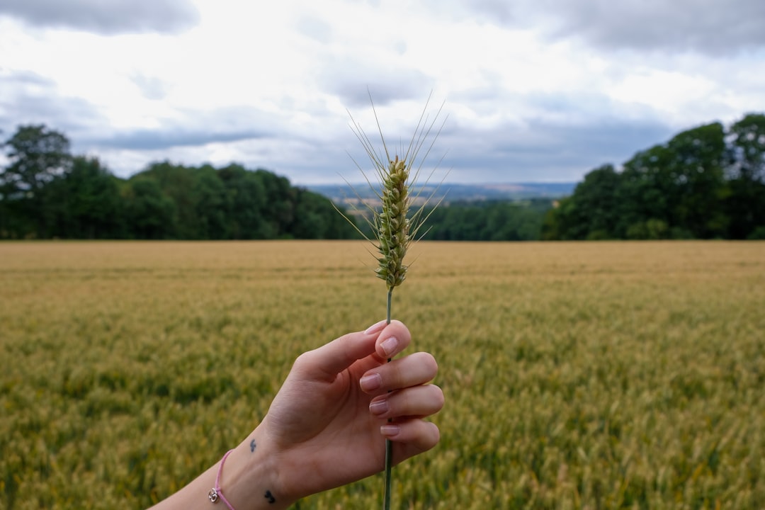 Crop