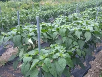 6월에 심는 밭작물 채소_15