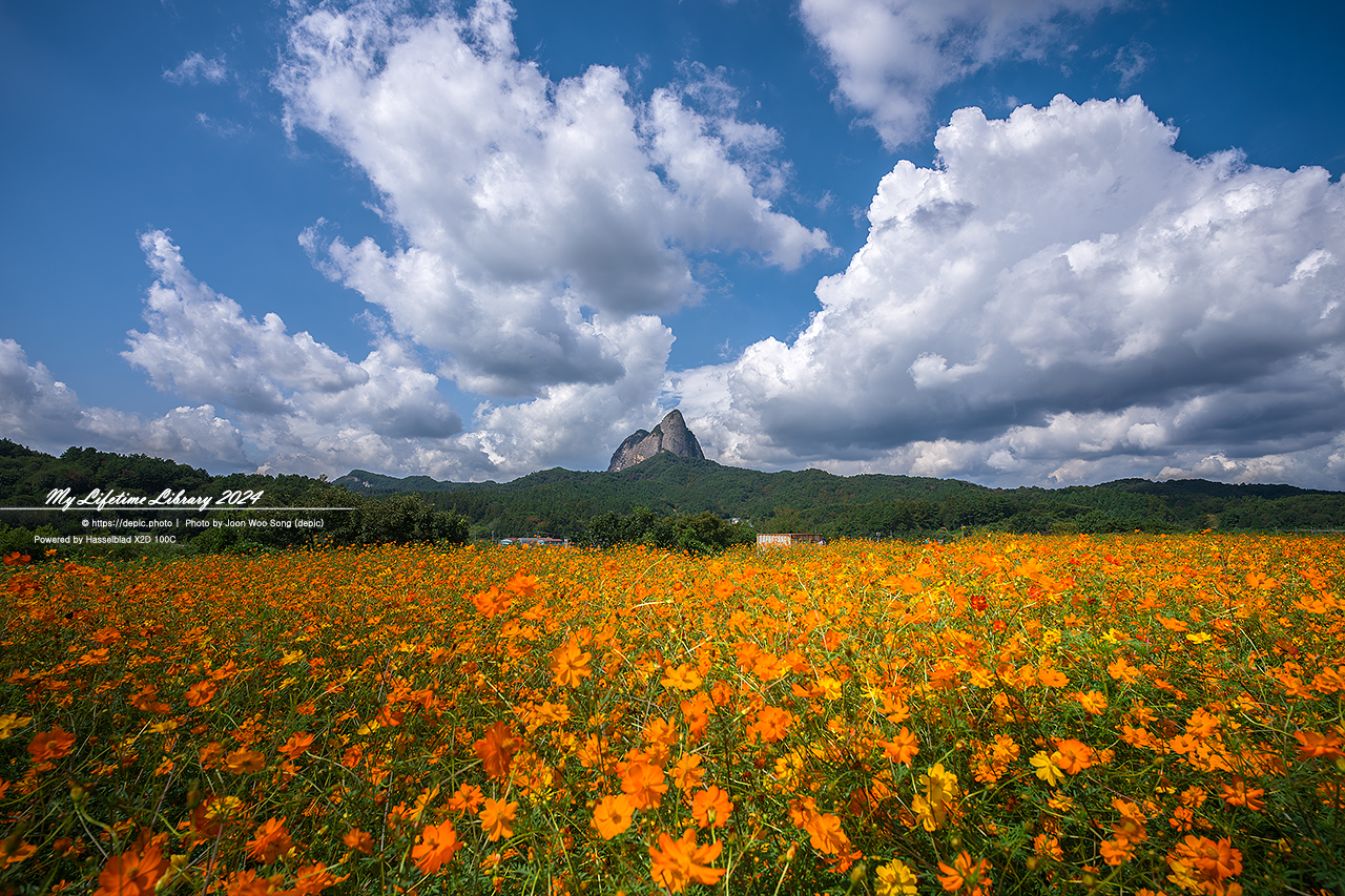 진안 마이산 농업기술센터 가을 꽃 구름
