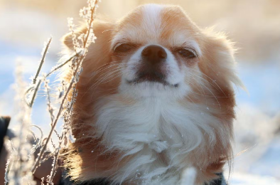개가 한숨을 쉬는 이유는