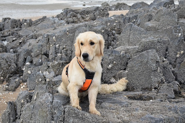 대구 애견 동반 카페 추천