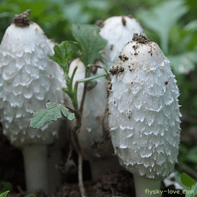 항암 효과가 뛰어난 먹물버섯