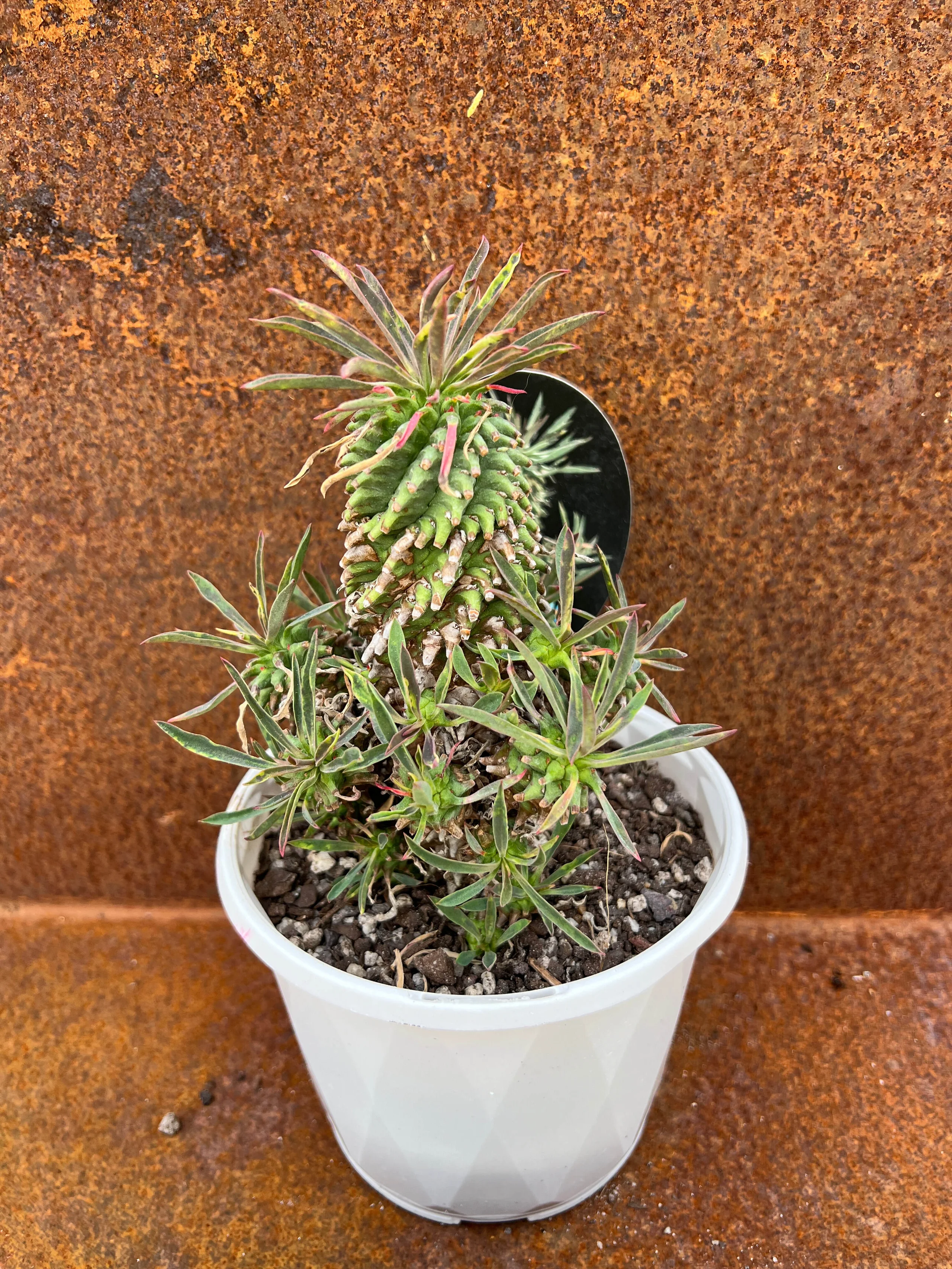 괴마옥 기르기 키우기 번식 다육 물주기 자르기 꽃 옷자람 분갈이