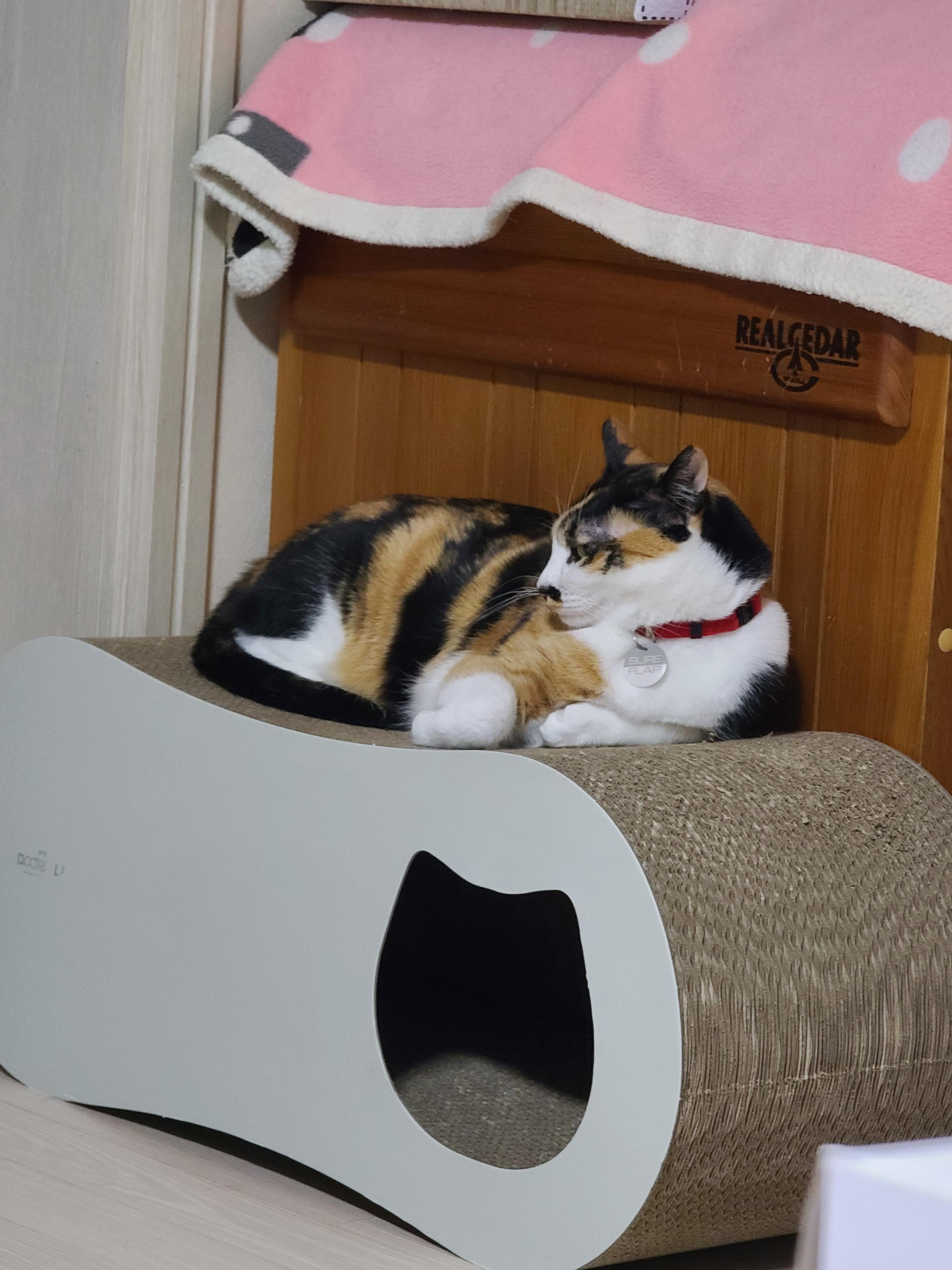 집사가 사준 스크래쳐를 잘 써주는 고양이들. 고양이들에게 스크래쳐가 꼭 필요한 이유.