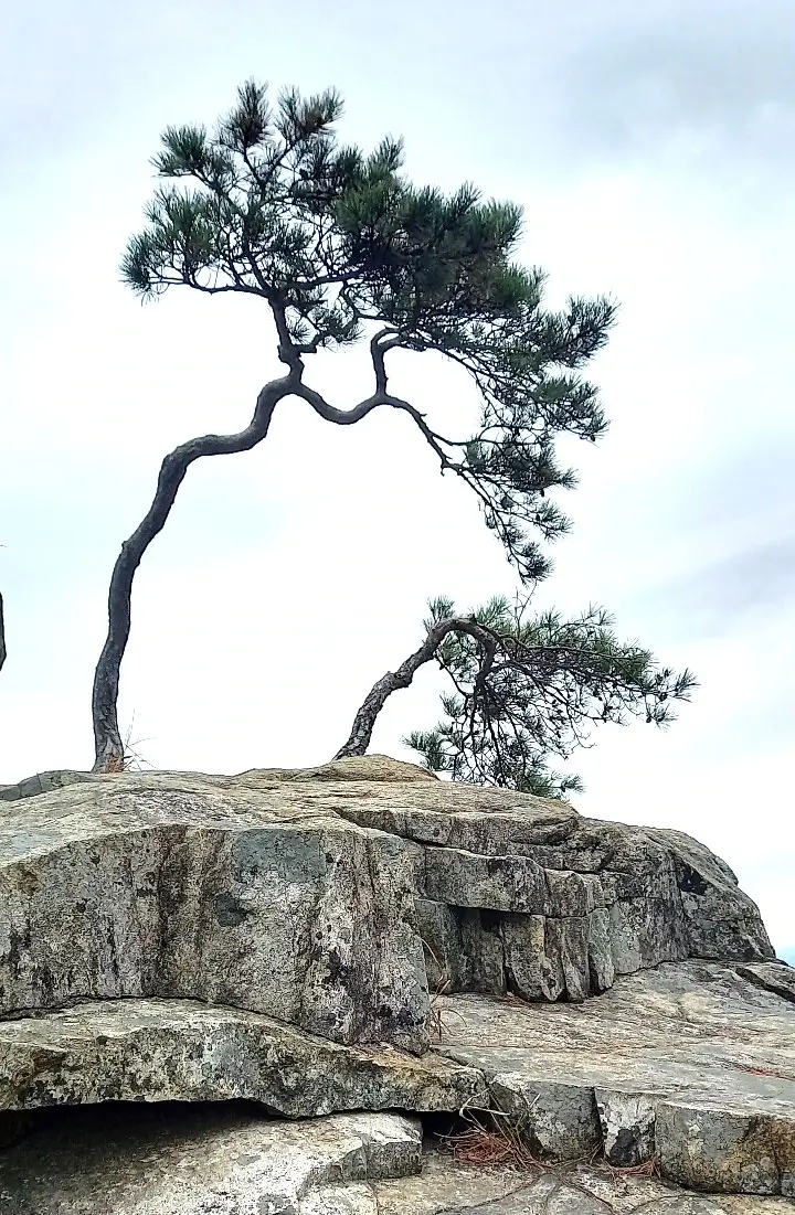 계룡산 암릉에서 자라는 소나무의 모습