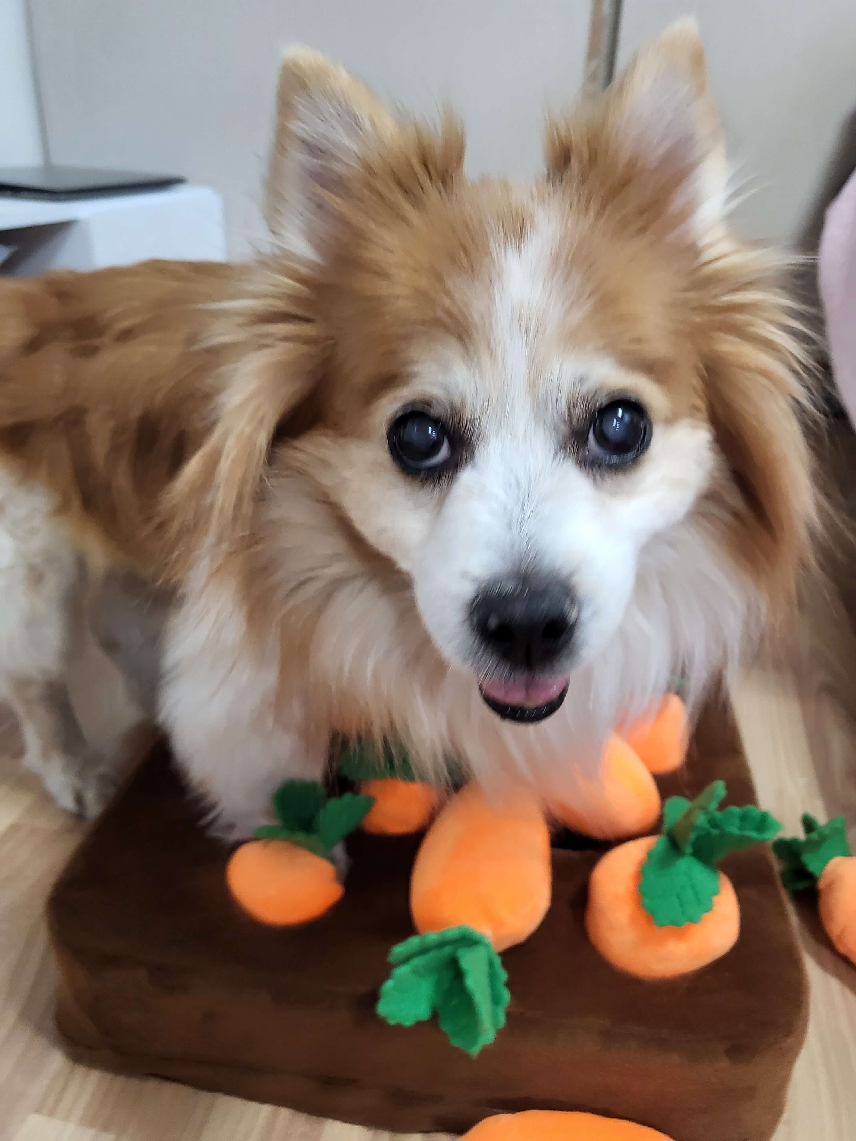 2025년 강아지 보험 비교 가이드, 가입 전 보호자의 체크포인트