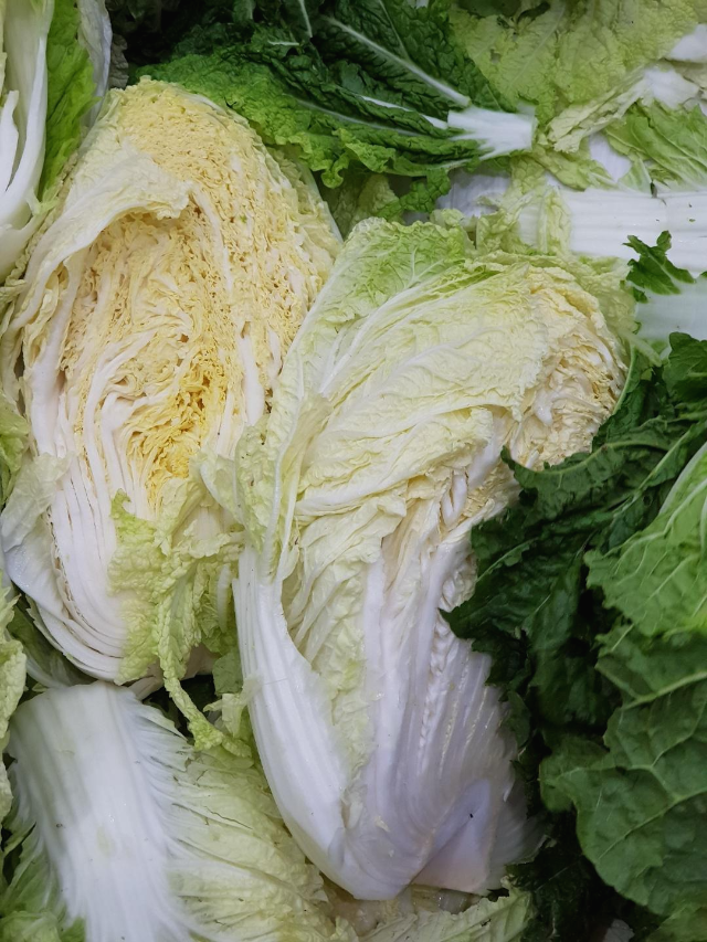 올해김장배추가격