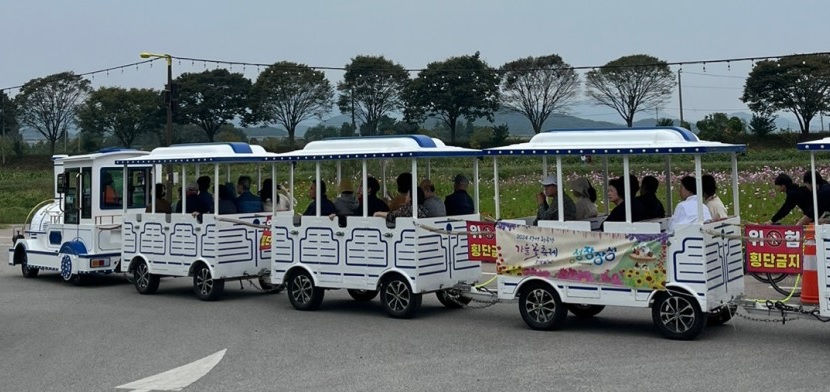 장성 황룡강 가을꽃 축제