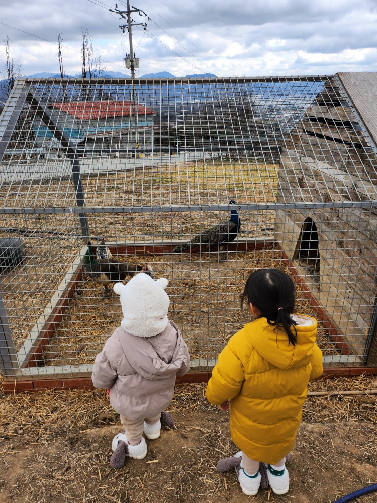 공작을 보는 아이들