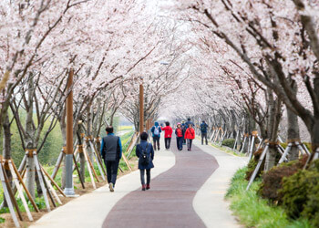 벚꽃