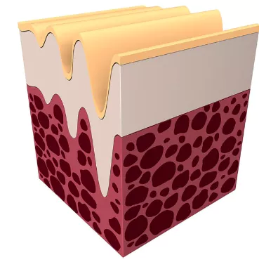 저분자-콜라겐-펩타이드-효능-및-부작용-건강