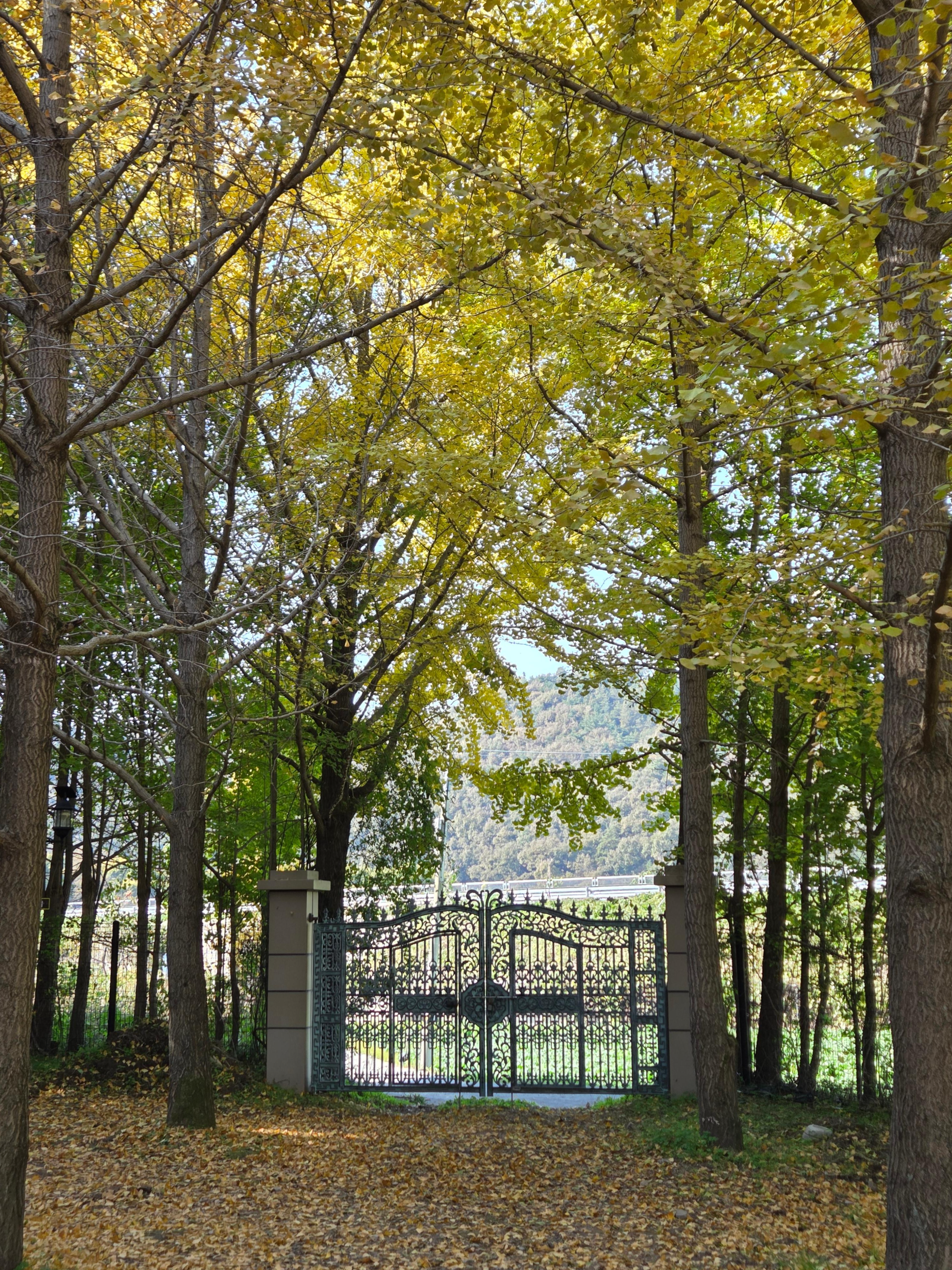 나주 은행나무수목원 대문