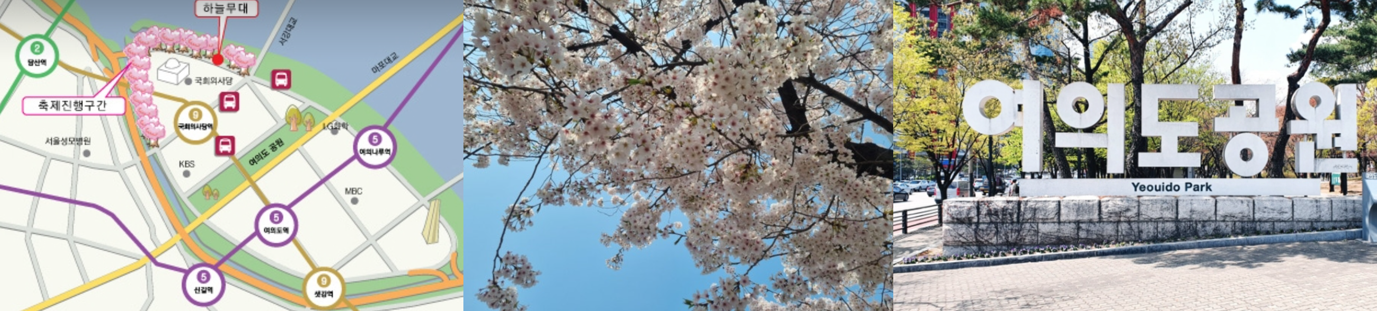 여의도 윤중로 벚꽃축제 이미지