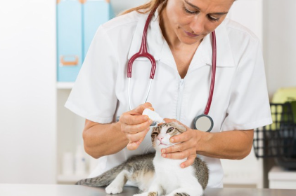 고양이와 여의사.