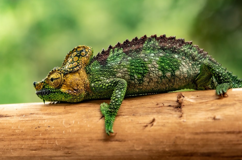 카멜레온 별자리