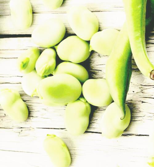 큰-알멩이의-파바빈