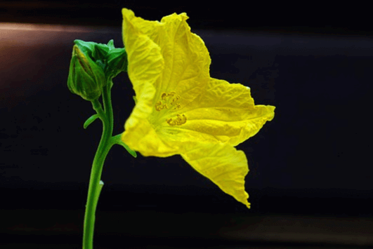 노란색의 커다란 호박꽃이 활짝 피어있다. 줄기는 녹색이다.